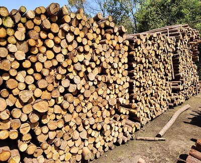 南京云森绿化支撑(图)-2米杉木桩-泰安杉木桩